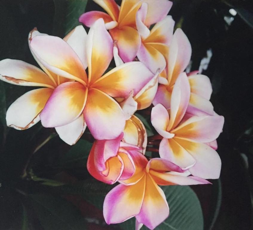 Hanalei Gardens Mae Nam Buitenkant foto